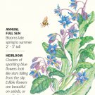 Borage Herb Seeds 1 graml