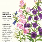 Canterbury Bells Bellflower Seeds 500 mg Campanula