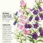 Canterbury Bells Bellflower Seeds 500 mg Campanula