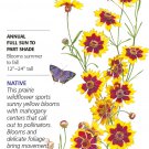 Plains Coreopsis Seeds 100 Mg