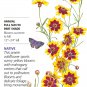 Plains Coreopsis Seeds 100 Mg