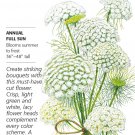 Green Mist Ammi Seeds 100 Seeds