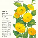 Teddy Bear Sunflower Seeds 1 gram Helianthus