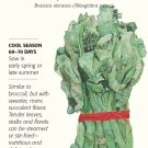 Chinese Kale (Kailaan) Seeds 750 mg Brassica