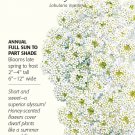 Tiny Tim Sweet Alyssum Seeds 250 mg
