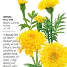 Phyllis African Marigold Seeds 100 Milligrams