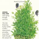 Tetra Dill Herb Seeds 3 grams NEW