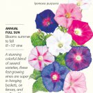 Sunrise Blend Morning Glory Seeds 2 grams