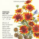 Goblin Blanket Flower Seeds 300 mg Gaillardia