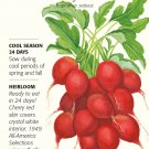 Cherry Belle Radish Seeds 6 grams
