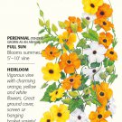 Black Eyed Susan Vine Seed 20 Seeds Thunbergia