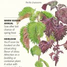 Shiso Perilla Green & Red Seeds 500 Milligrams