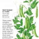Sugar Daddy Snap Pea Seeds 20 Grams