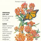 Butterfly Flower Seeds 150 mg Asclepias