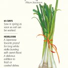 Tokyo Long White Bunching Onion Seeds 1.5 grams