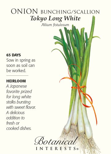Tokyo Long White Bunching Onion Seeds 1.5 grams
