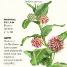 Showy Milkweed Butterfly Flower Seeds 150 mg Asclepias speciosa