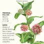 Showy Milkweed Butterfly Flower Seeds 150 mg Asclepias speciosa