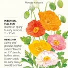 Nudicaule Blend Iceland Poppy Seeds 400 mg