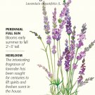 English Tall Lavender Seeds 250 mg Lavendula