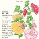 Chater's Double Hollyhock Seeds 500 mg