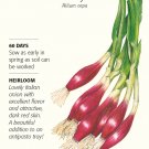 Italian Red of Florence Bunching Onion Seeds 1 Gram