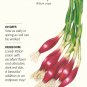Italian Red of Florence Bunching Onion Seeds 1 Gram