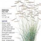 Heirloom Blue Grama Grass Seeds 1 Gram