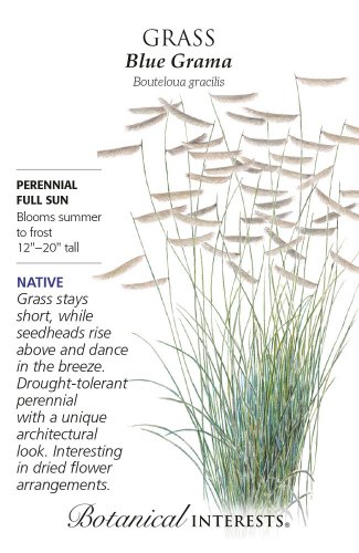 Heirloom Blue Grama Grass Seeds 1 Gram