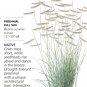 Heirloom Blue Grama Grass Seeds 1 Gram