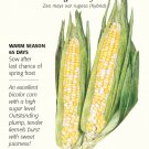 Sugarbaby Sweet Corn Seeds 10 grams Botanical Interests