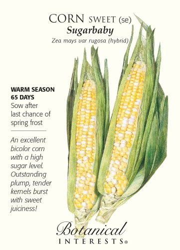 Sugarbaby Sweet Corn Seeds 10 grams Botanical Interests