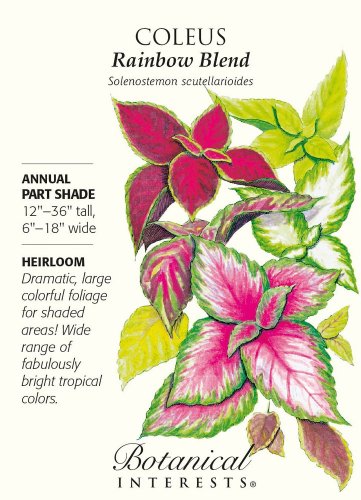 Rainbow Blend Coleus Seeds 150 mg