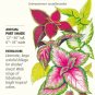 Rainbow Blend Coleus Seeds 150 mg