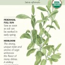 Organic Broadleaf Sage Heirloom 25 Seeds