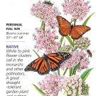 Narrowleaf MilkweedButterfly Flower Seeds 150 Milligrams