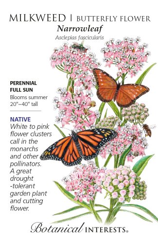 Narrowleaf MilkweedButterfly Flower Seeds 150 Milligrams