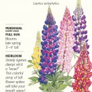 Russell Blend Lupine Seeds 1.5 grams