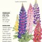 Russell Blend Lupine Seeds 1.5 grams