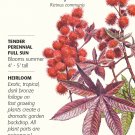 Castor Bean Impala Seeds 4 grams