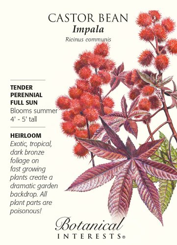 Castor Bean Impala Seeds 4 grams