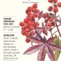 Castor Bean Impala Seeds 4 grams