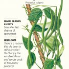 Kentucky Wonder Pole Bean Seeds 25 grams