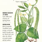 Southern Cowpea Blackeye Bean Seeds 25 grams