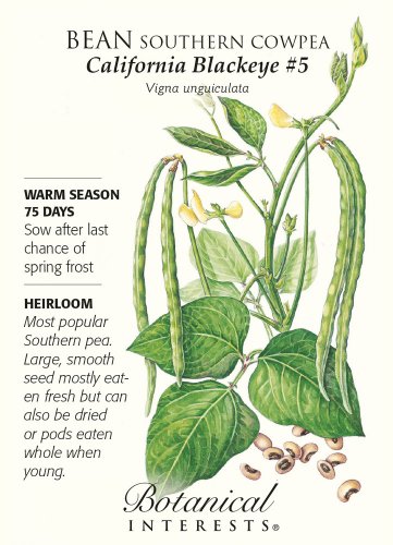 Southern Cowpea Blackeye Bean Seeds 25 grams
