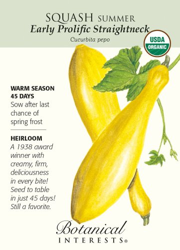 Organic Early Prolific Straightneck Squash Seeds 2 g