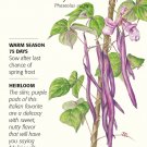 Trionfo Violetto Pole Bean Seeds 10 grams