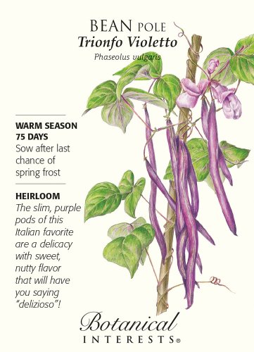Trionfo Violetto Pole Bean Seeds 10 grams