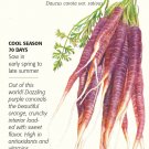Cosmic Purple Carrot Seeds 700 mg