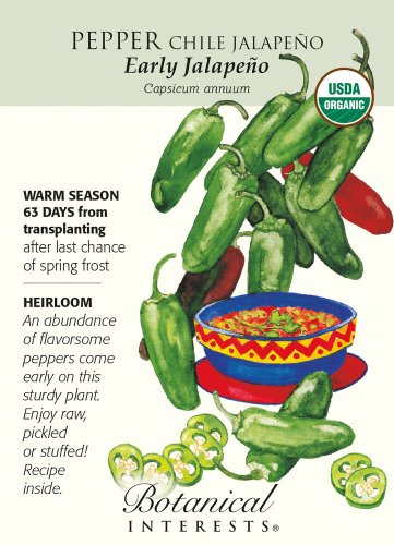 Early Jalapeno Chile Pepper Seeds 400 mg ORGANIC